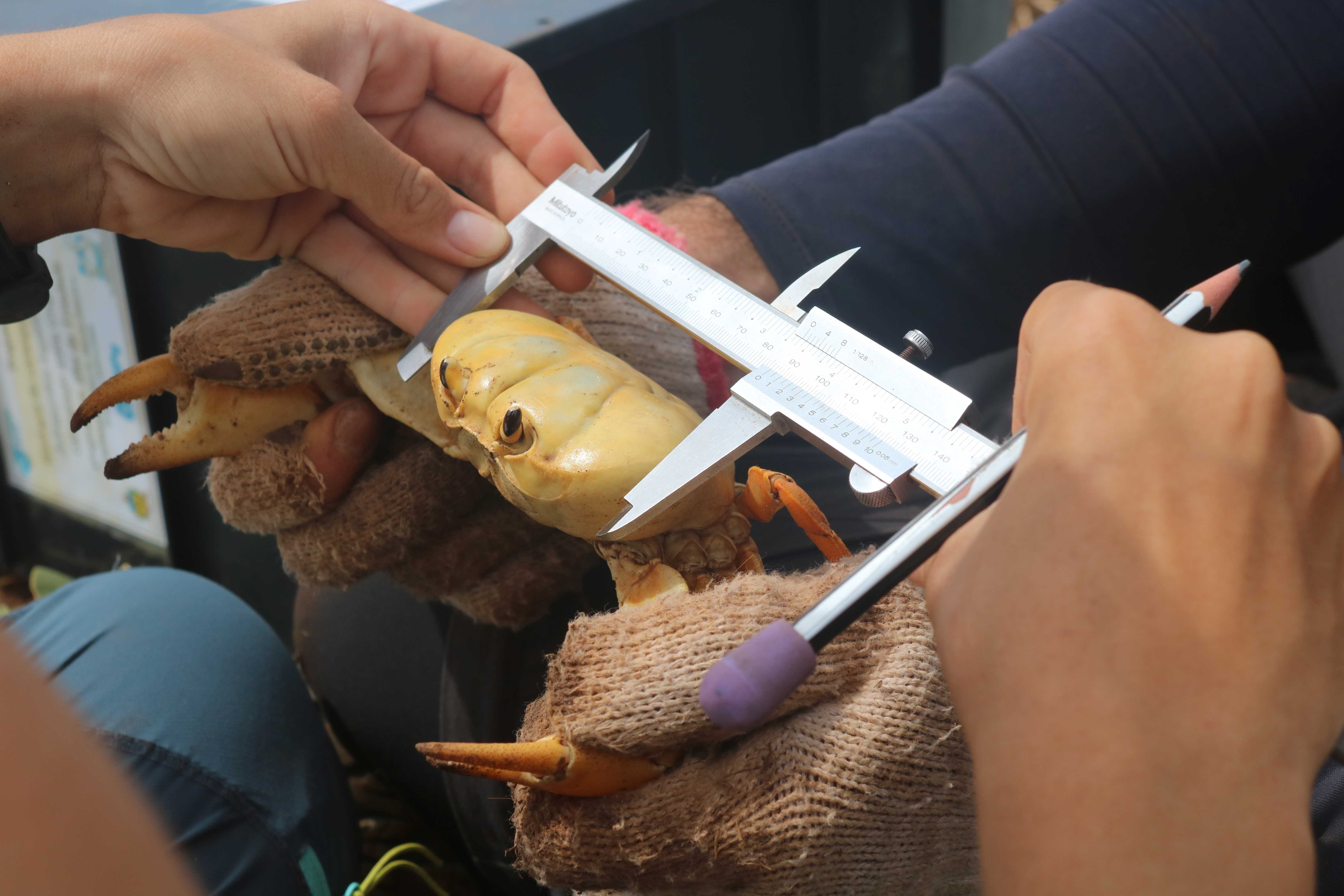 Densidade Populacional Johngartia lagostoma